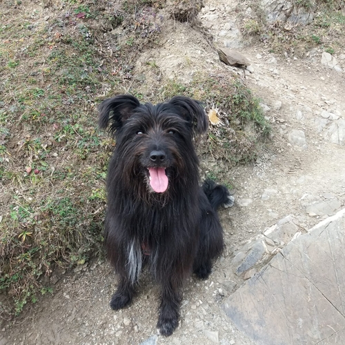 Hundetreffen 2018 im Allgäu (10)